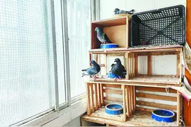 合肥一居民楼内有人养鸽子 回应：社区已上门劝导，城管每周定期检查图片