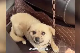 女子从贩子手中买下小土狗：它在厂里当起了小“保安”图片