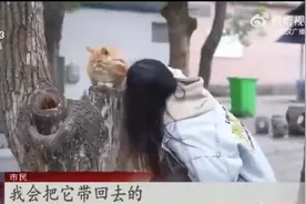 @武汉市民，50只流浪猫宝通寺安家，爱猫人可免费领养图片