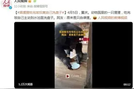 黑猩猩吃完饭主动到水池里洗盘子 动作娴熟图片
