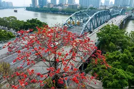花城春早 最是那一抹木棉红图片
