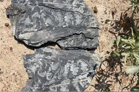 西北地区发现侏罗纪被子植物化石图片