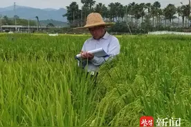 来自江苏的水稻种子 如何“迁徙”到海南育种图片