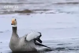 青海湖进入候鸟迁徙季 上百只大天鹅在湖中婆娑起舞图片