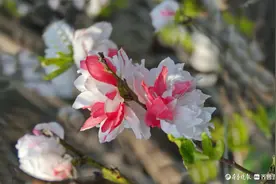 好特别！红白相间的桃花你见过吗图片