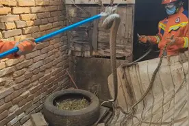 消防员在汽修厂鸡窝抓捕一窝蛇