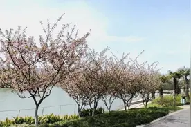 赏海棠，正当时！闵行这条千米花道别错过图片