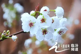 【大美山西】临汾隰县：梨花次第开图片