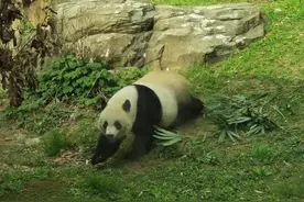 中国大熊猫保护研究派专家抵美 “美香”“添添”“小奇迹”健康状况总体良好图片