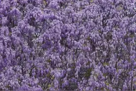 清明雨后，周末来长沙这些地方赏花露营看春光图片