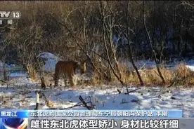 有望脱单！我省同一地点发现两只异性东北虎图片