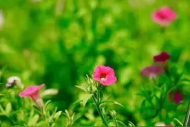 全球首发！这些新优花卉品种亮相广州图片