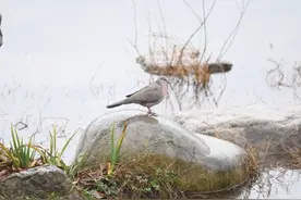 春天里，在成都“翡翠项链”环城生态公园体验观鸟乐趣图片
