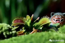 最奇妙的食肉植物，你养过吗？图片