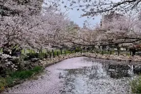 “虹口周华健”火了！上海这座公园藏不住了，还有“梅艳芳”和“张学友”图片