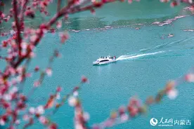 内蒙古准格尔旗：黄河岸边杏花开 引得游人赏花来图片