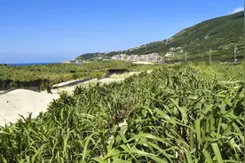 被称为“幸福草”的菌草  到底是个什么宝？图片