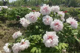 600年前于谦种下的牡丹年年开得很好，他的故事你知道多少？图片