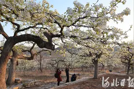 河北迁西：梨花盛开引客来图片