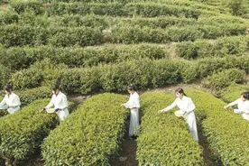 安化：茶文化、茶品牌、茶科技引领茶产业高质量发展图片