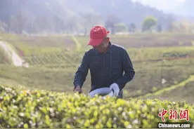 江西修水：漫山宁红茶飘香 茶农采摘正忙图片