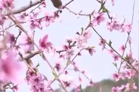 灿若云霞添春色 北京平谷桃花竞相绽放图片