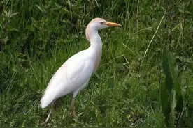 爱鸟人，金山的小可爱来了→图片
