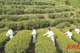 把安化建成世界黑茶之都图片