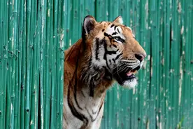 印度野生虎数量突破3000只图片