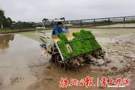 组图丨田野上的插秧比赛图片