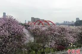 广西柳州30万株洋紫荆盛放 城市成“大花园”图片