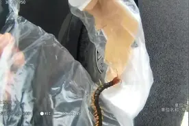 驾驶员行驶途中遭巨大蜈蚣咬脚疼痛难忍，高速交警紧急送医！图片