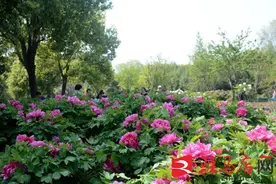 汝南：“赏花经济”促旅游市场人气升温图片