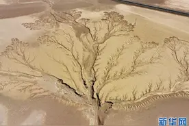 西藏阿里的“大地之树”图片