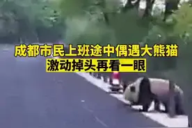 再看一眼！成都大哥开车遇大熊猫激动掉头图片
