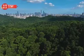 时政微视频｜瞰广东图片