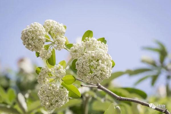 胶花哪里有买 2026年胶花在哪里能买到