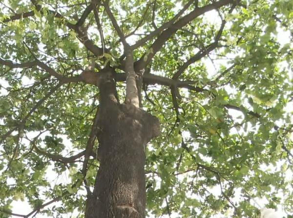 胶花哪里有买 2026年胶花在哪里能买到