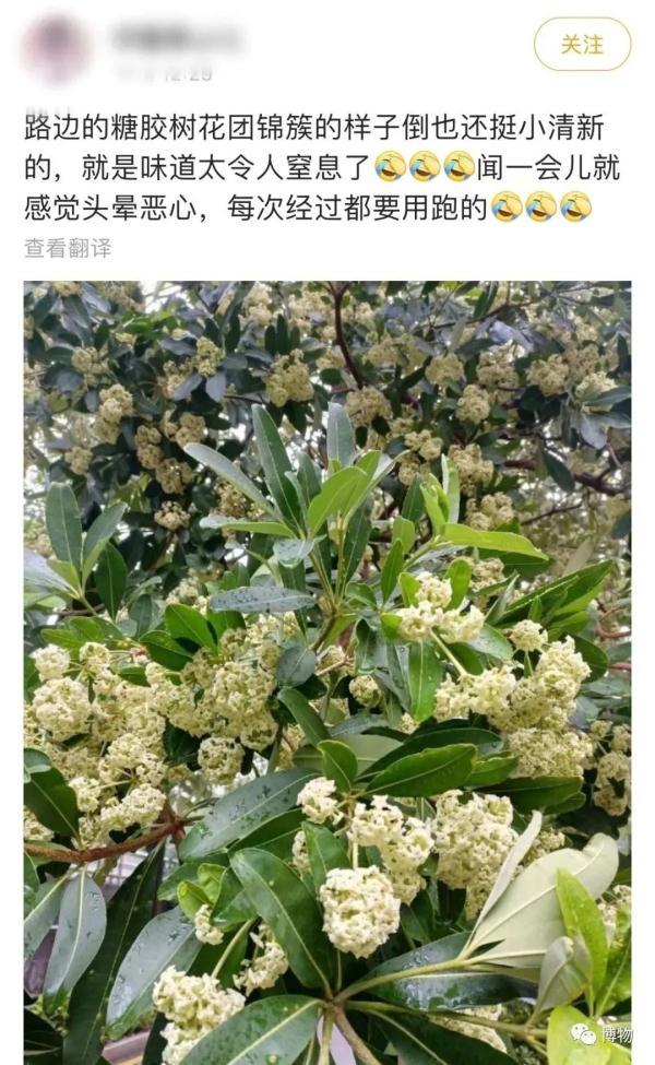 胶花哪里有买 2026年胶花在哪里能买到
