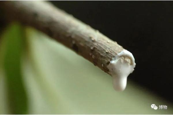 胶花哪里有买 2026年胶花在哪里能买到