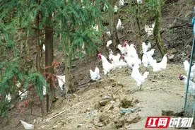 “张家界白羽乌鸡”成功出圈 通过畜禽遗传资源省级鉴定图片