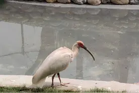 陕西现有记录鸟类572种 朱鹮野外种群7000余只图片