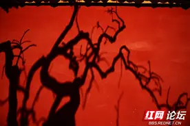 我的摄影灵感来了，阳光“亲吻”小树后留下奇妙的斑驳光影图片