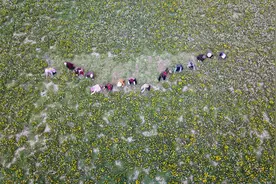 （经济）山东单县：蒲公英收割加工忙图片