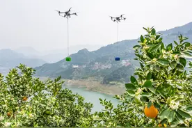 #（社会）湖北秭归：脐橙乘无人机快速下山图片