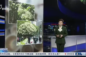 专家释疑：上海为何大量种植石楠花？