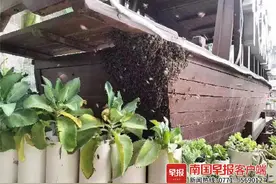 一群黑压压的蜜蜂突然造访烧烤店，安分守己竟没蜇人，原来……图片