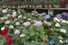 花博园做活“花经济” 用鲜花传递快乐，活跃消费图片