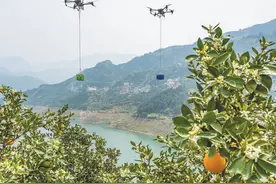 湖北秭归：无人机转运收获脐橙图片