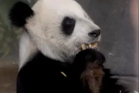 图说｜等你回家！旅美大熊猫“丫丫”的20年图片